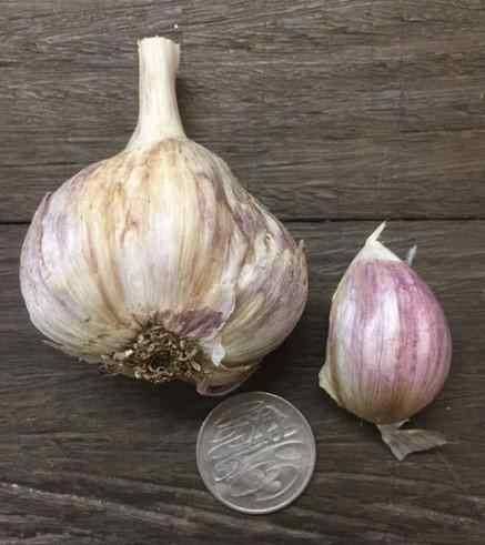 garlic